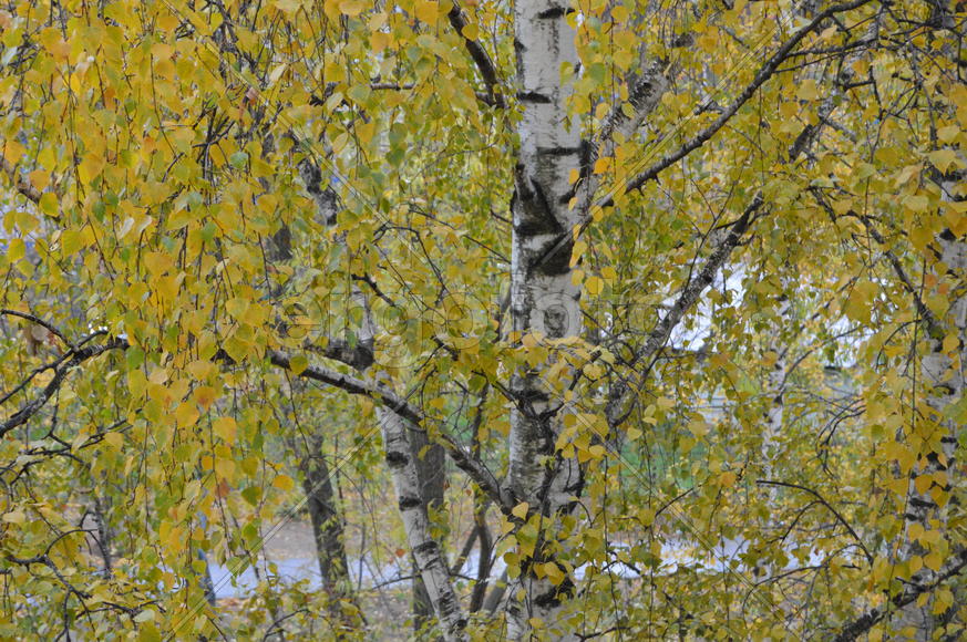 Береза повислая или бородавчатая ( Betula pendula Roth.): крона с желтыми листьями)