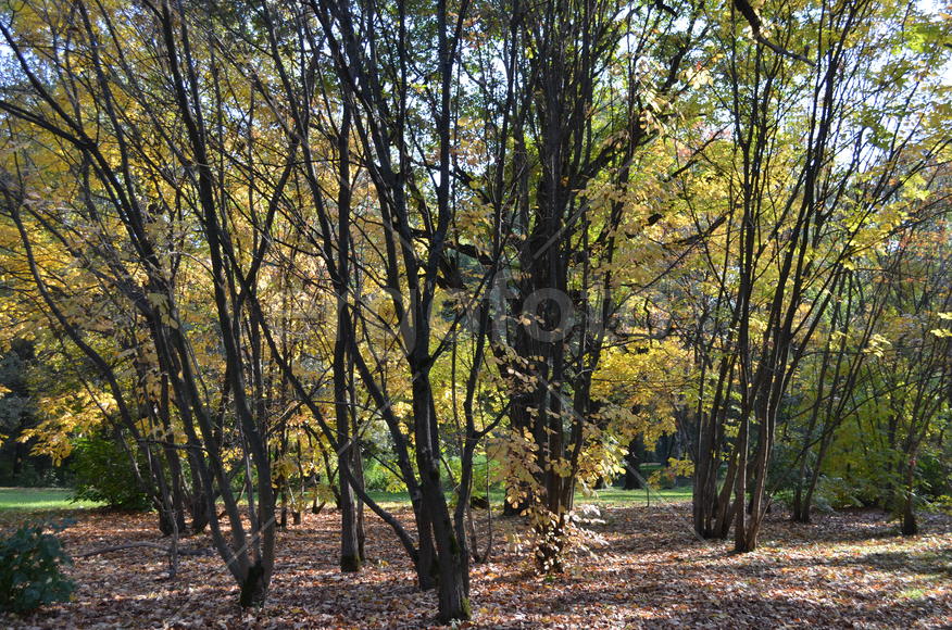 Золотая осень