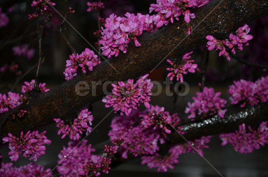 Дождь в розовых цветах (Cercis siliquastrum)