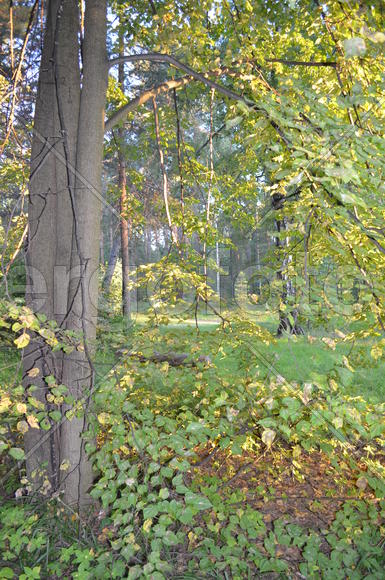 Крова деревьев освещенная лучами солнца 