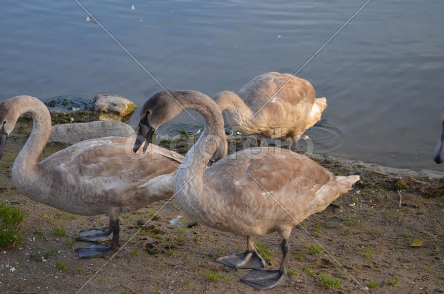 Дикие лебеди (птенцы) на берегу водоема 