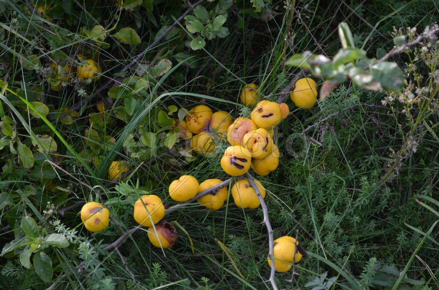 Спелые плоды Фейхоа на дереве 