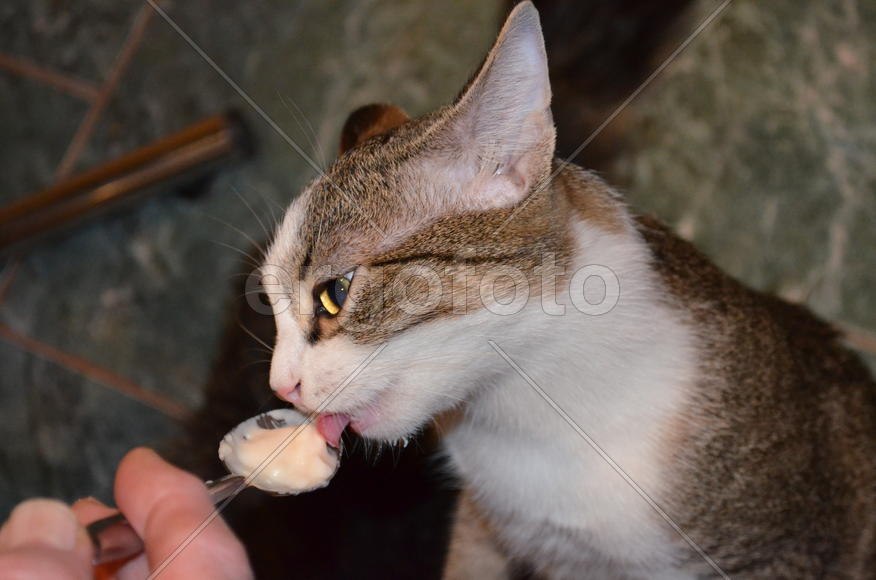 Кошка кушает с ложки 