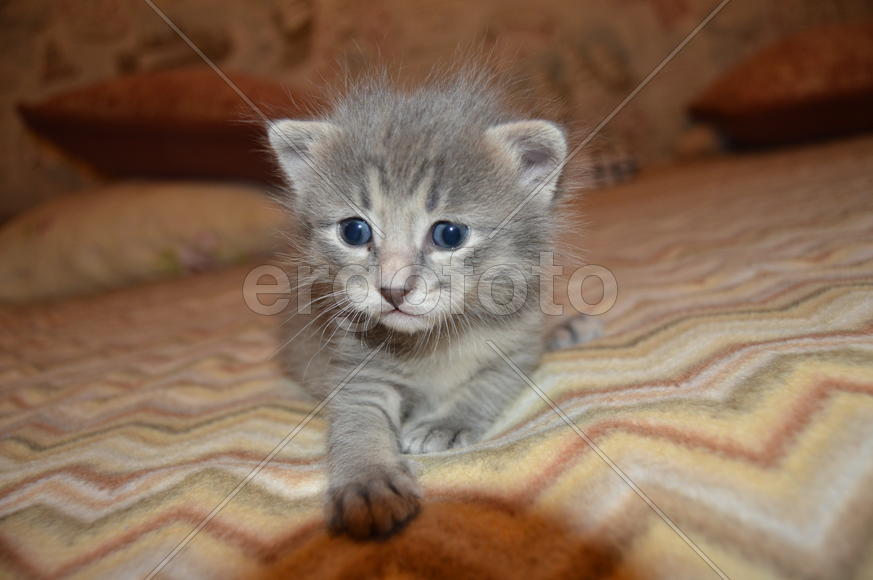 Серый дымчатый  котенок в полоску