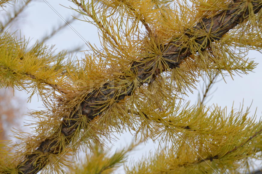 Золотая осень. Пожелтевшая листва