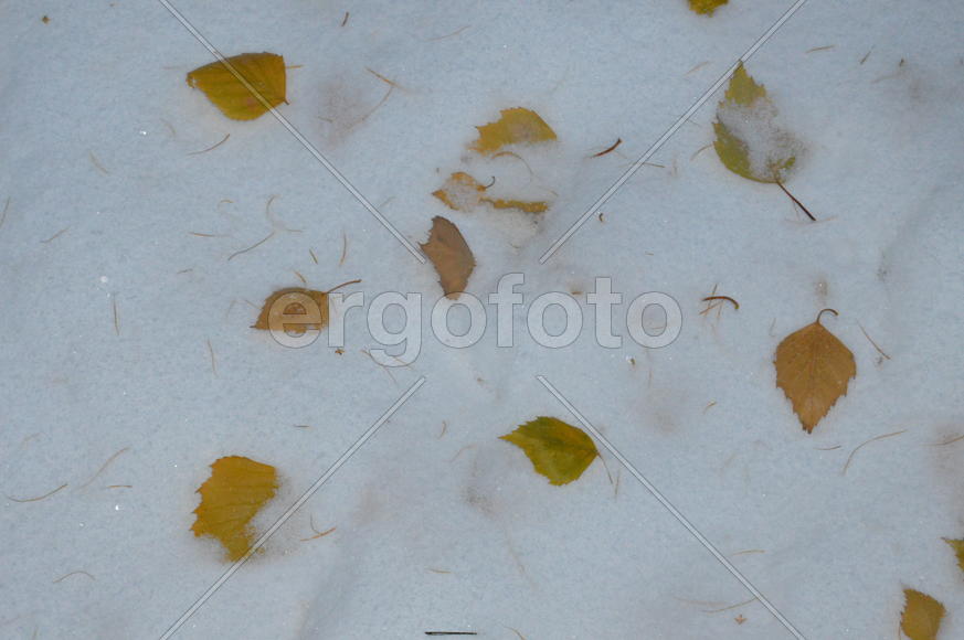 Желтые листья деревьев на белом снеге 
