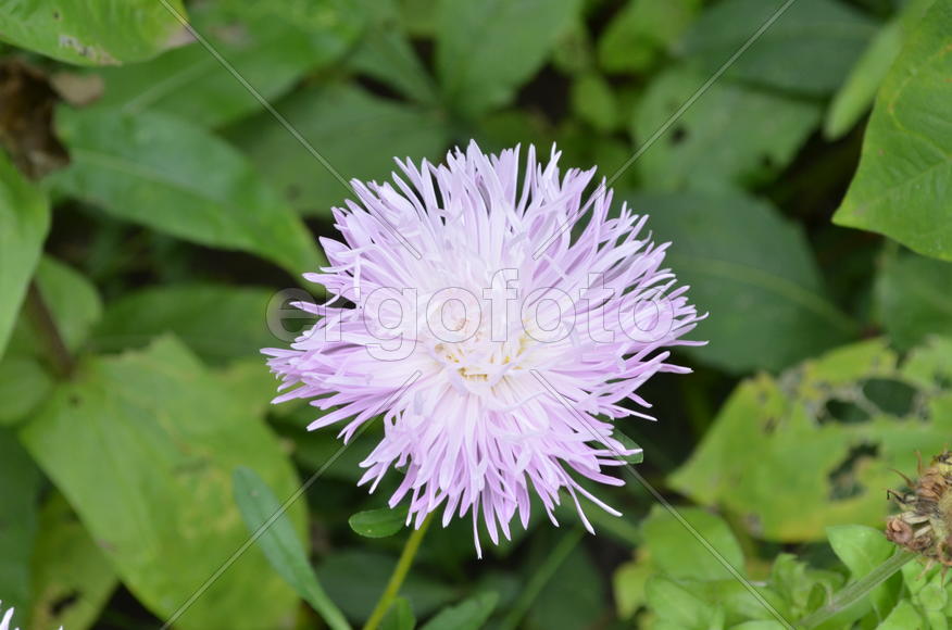 Сиреневый цветок 