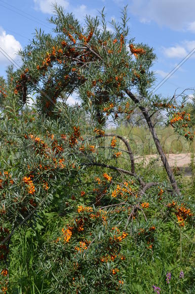 Облепииха (Hippóphae) сем.: Elaeagnaceae: оранжевый занавес