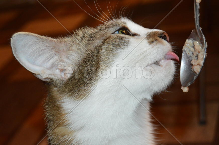 Домашняя ухоженная кошка кушает с ложки 