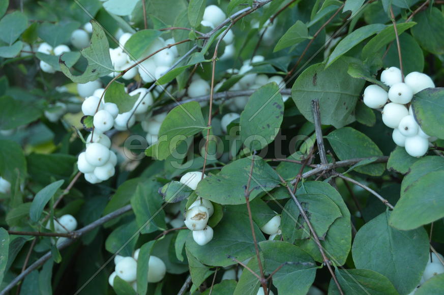 Белые ягоды на зеленом кусте 
