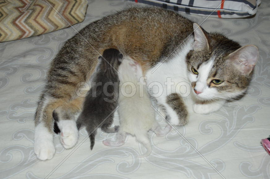 Домашняя ухоженная кошка с котятами  