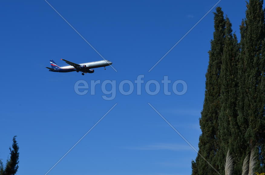 Самолет в небе между кронами деревьев