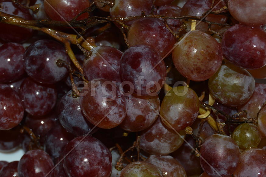 Гроздь винограда с крупными ягодами 