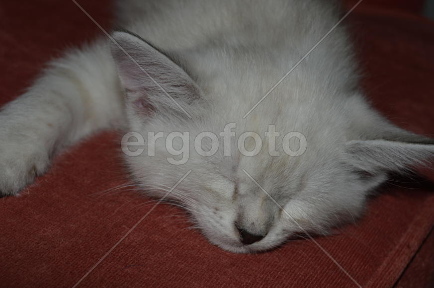 Тайский котенок
