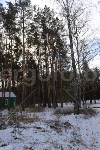 Зимний лес с голыми деревьями