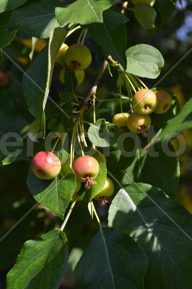 Яблоневое дерево с плодами 
