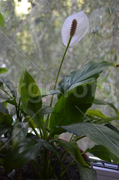 Комнатный цветок с белым бутоном 