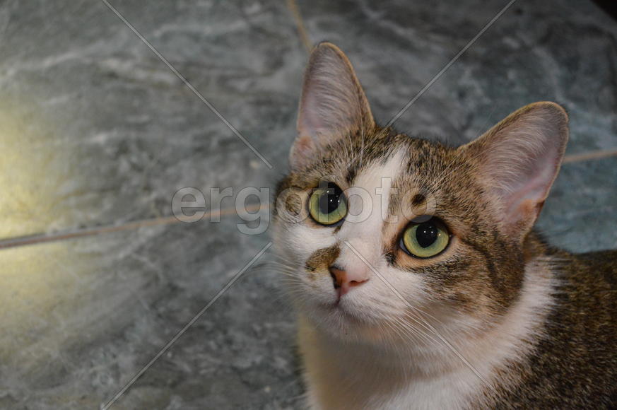 Портрет домашней кошки 