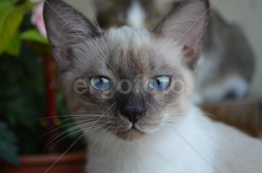 Тайский кот внимательно смотрит