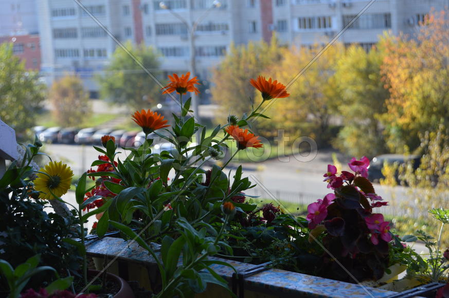 Распустившие бутоны комнатных растений растущих на балконе 