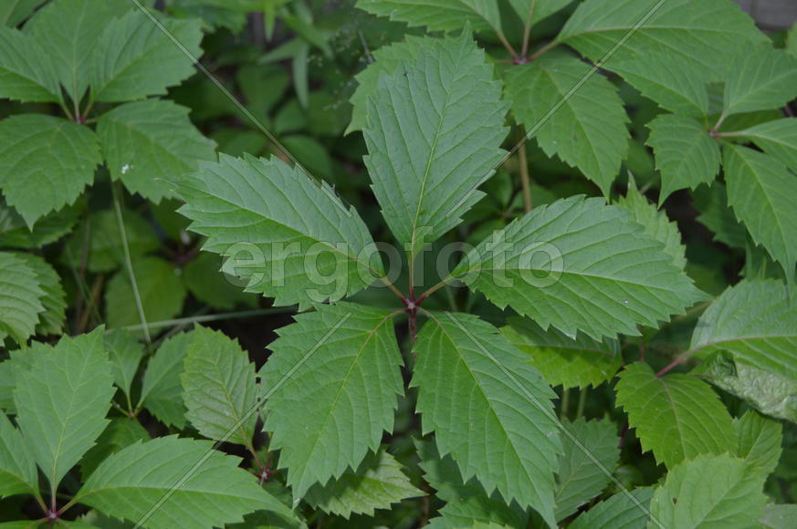 Зеленые листья растения 