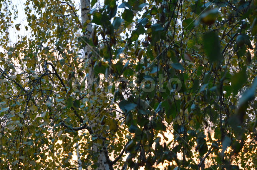 Береза повислая или бородавчатая ( Betula pendula Roth.): крона сзелеными листьями)
