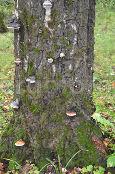 Ствол дерева покрытый мхом и грибами из группы трутовики
