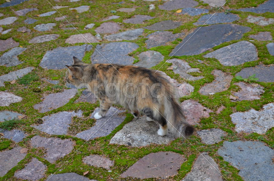 Кошка в цвет каменной дорожке