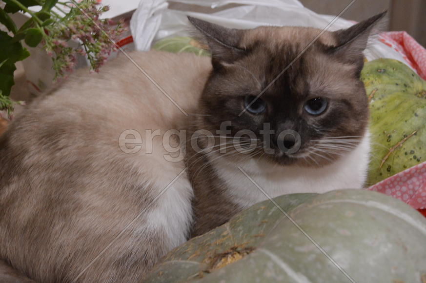 Домашние ухоженные кошки 