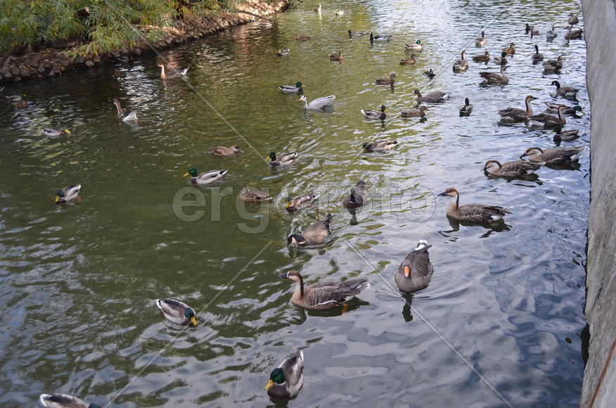 Серые утки плавают по воде 