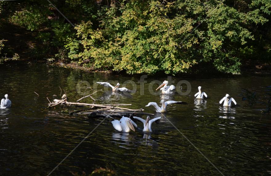 Белые пеликаны плавают по водоему 