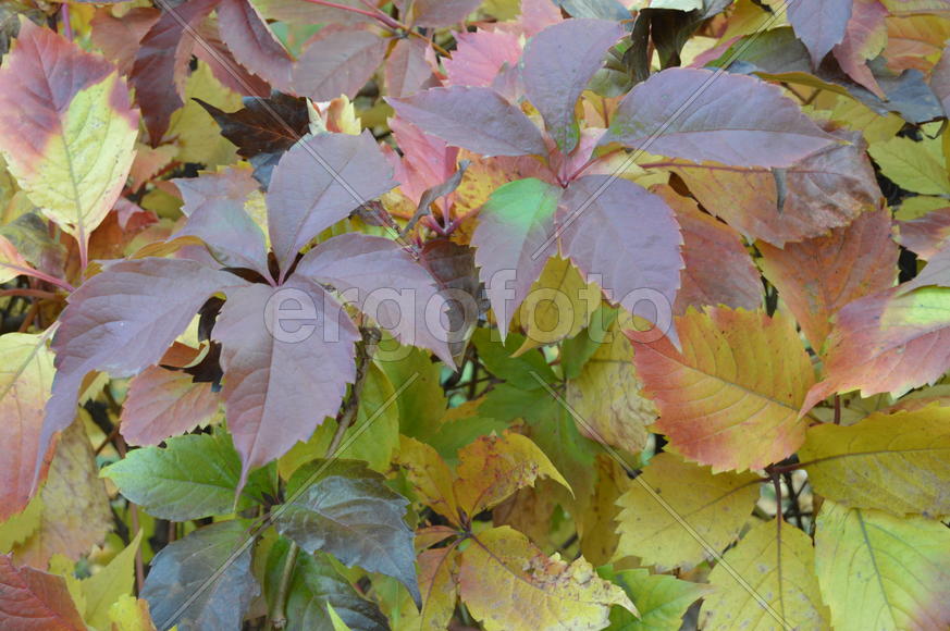 Осенние пожелтевшие листья на деревьях 