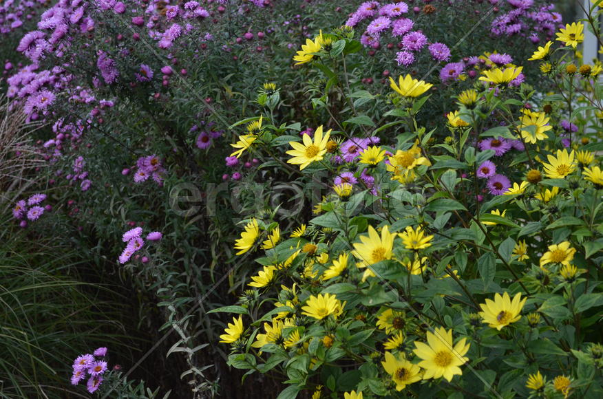 Фиолетовые и желтые цветы растений 