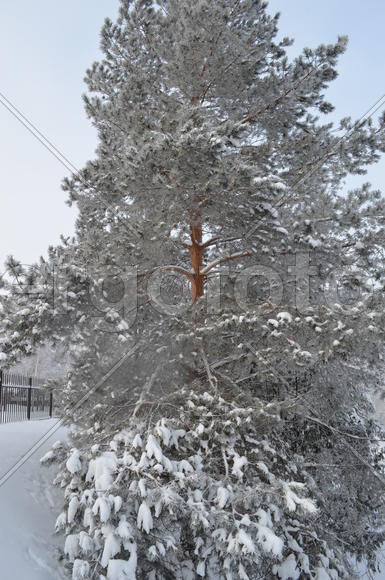 Сосна в снежной красе