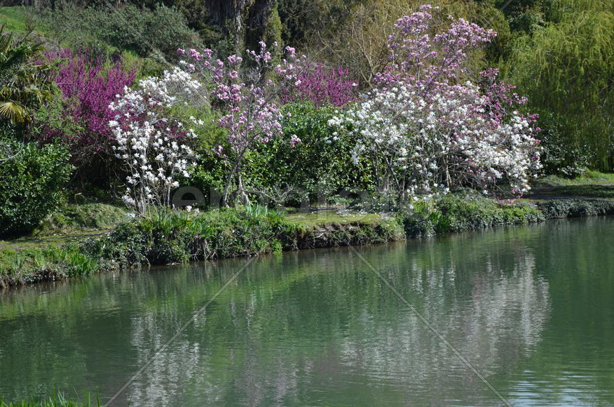 Magnolia liliiflora Desr. — Магнолия лилиецветная . Цветущие деревья на берегу пруда