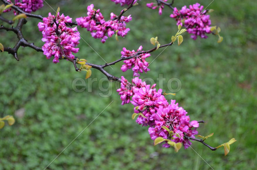 Cercis siliquastrum (Багрянник европейский, Церцис европейский, Иудино дерево): густое соцветие
