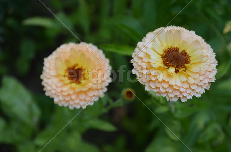 Кале́ндула, или Ноготки́ (лат. Caléndula) Астровые (Asteraceae:): два соцветия