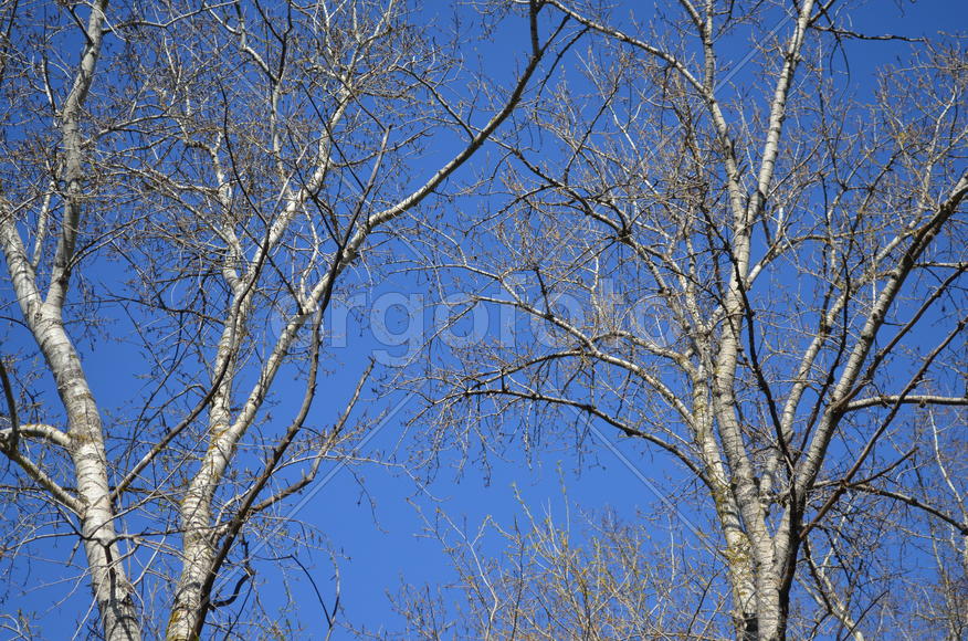 Голые кроны деревьев на фоне синего неба