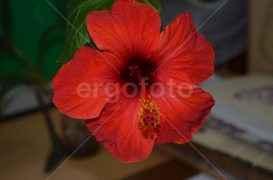  Hibiscus гибискус: цветок актиноморфный