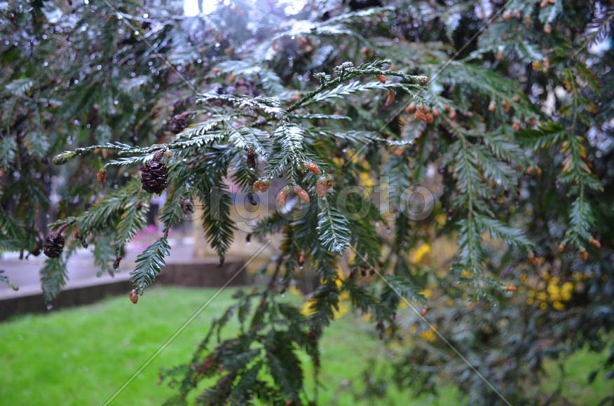 Дождь (Таксодиум мексиканский, Taxodium mucronatum)