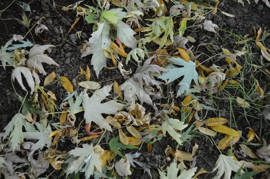 Опавшая на сырую землю пожелтевшая листва с деревьев