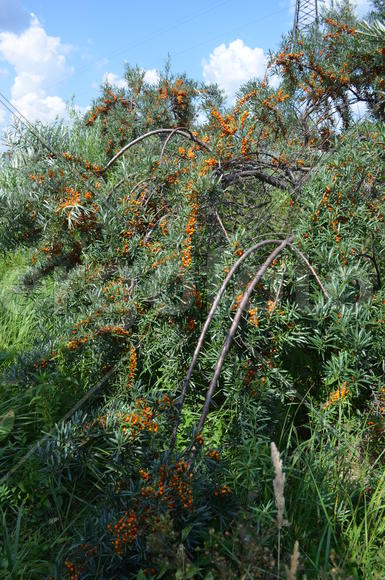 Облепииха (Hippóphae) сем.: Elaeagnaceae: куст с оранжевыми ягодами