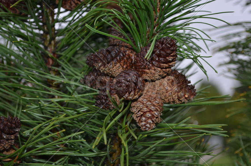 Сосновые шишки