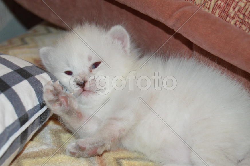 Маленький белый котенок 