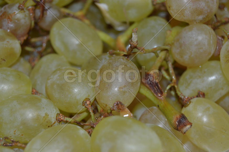 Гроздья белого винограда 