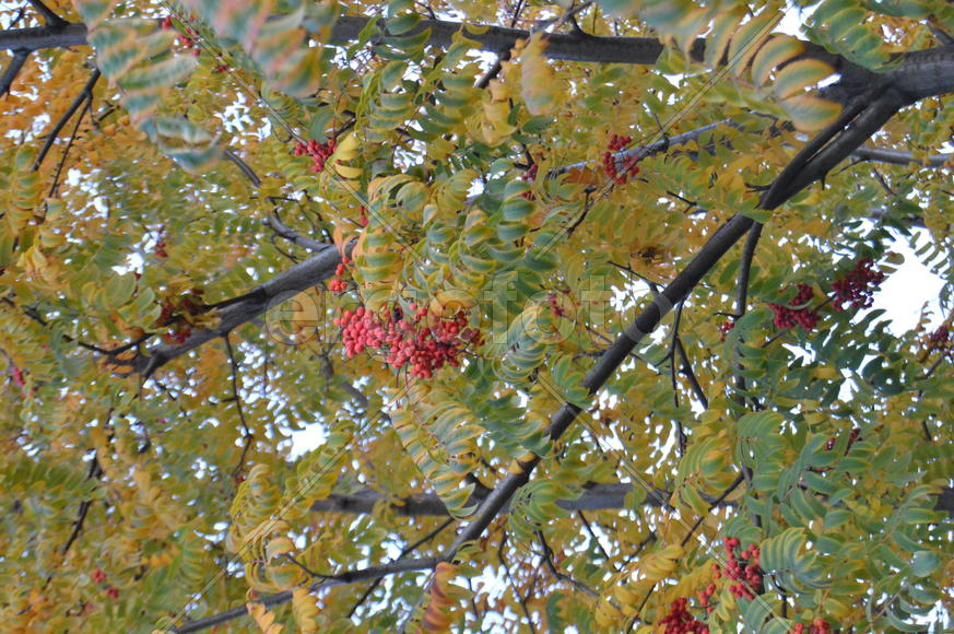 Красная рябина на ветке дерева с пожелтевшей листвой 
