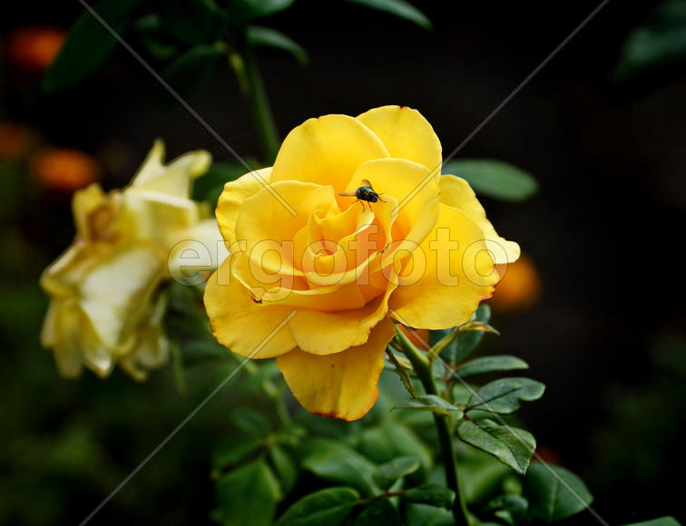 Бутон желтой розы 