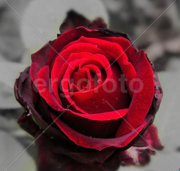 Красная роза 