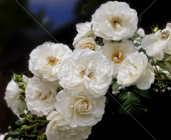 Букет белых цветов 