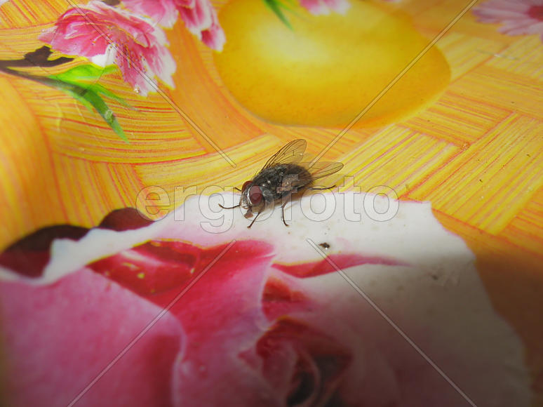 Fly on the table cloths. Pest in the home